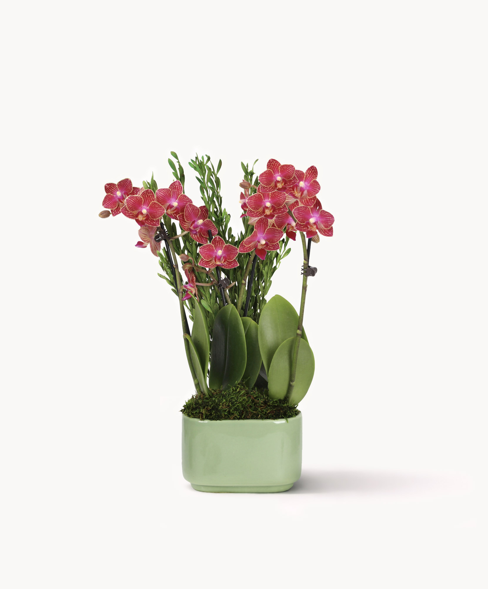 Vibrant pink orchids elegantly displayed in a modern green pot, perfect for home decor.