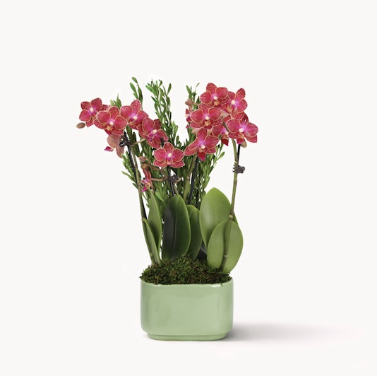Vibrant pink orchids elegantly displayed in a modern green pot, perfect for home decor.