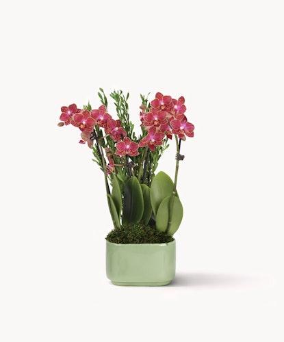 Vibrant pink orchids elegantly displayed in a modern green pot, perfect for home decor.