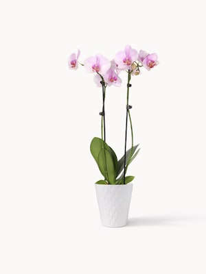 Elegant pink orchids in a stylish white pot, perfect for enhancing any indoor space.
