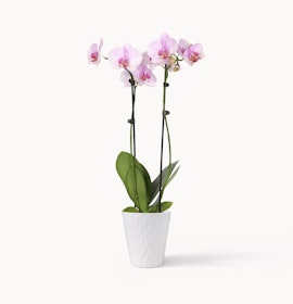 Elegant pink orchids in a stylish white pot, perfect for enhancing any indoor space.