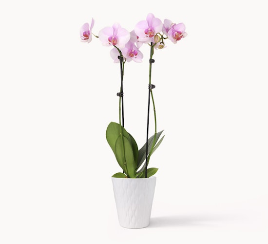 Elegant pink orchids in a stylish white pot, perfect for enhancing any indoor space.