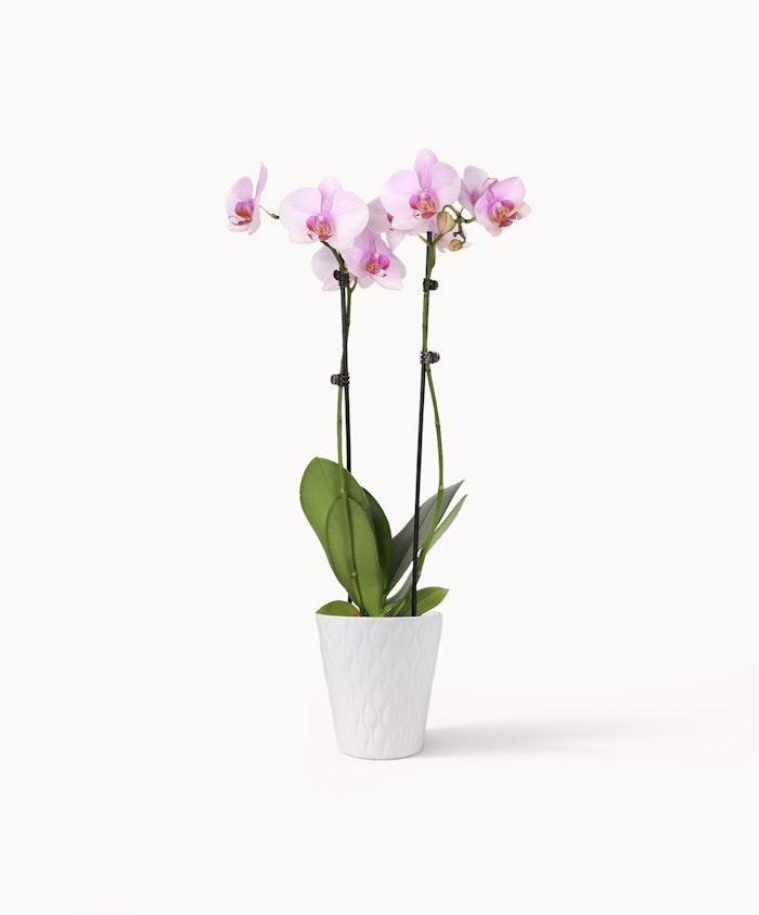 Elegant pink orchids in a stylish white pot, perfect for enhancing any indoor space.
