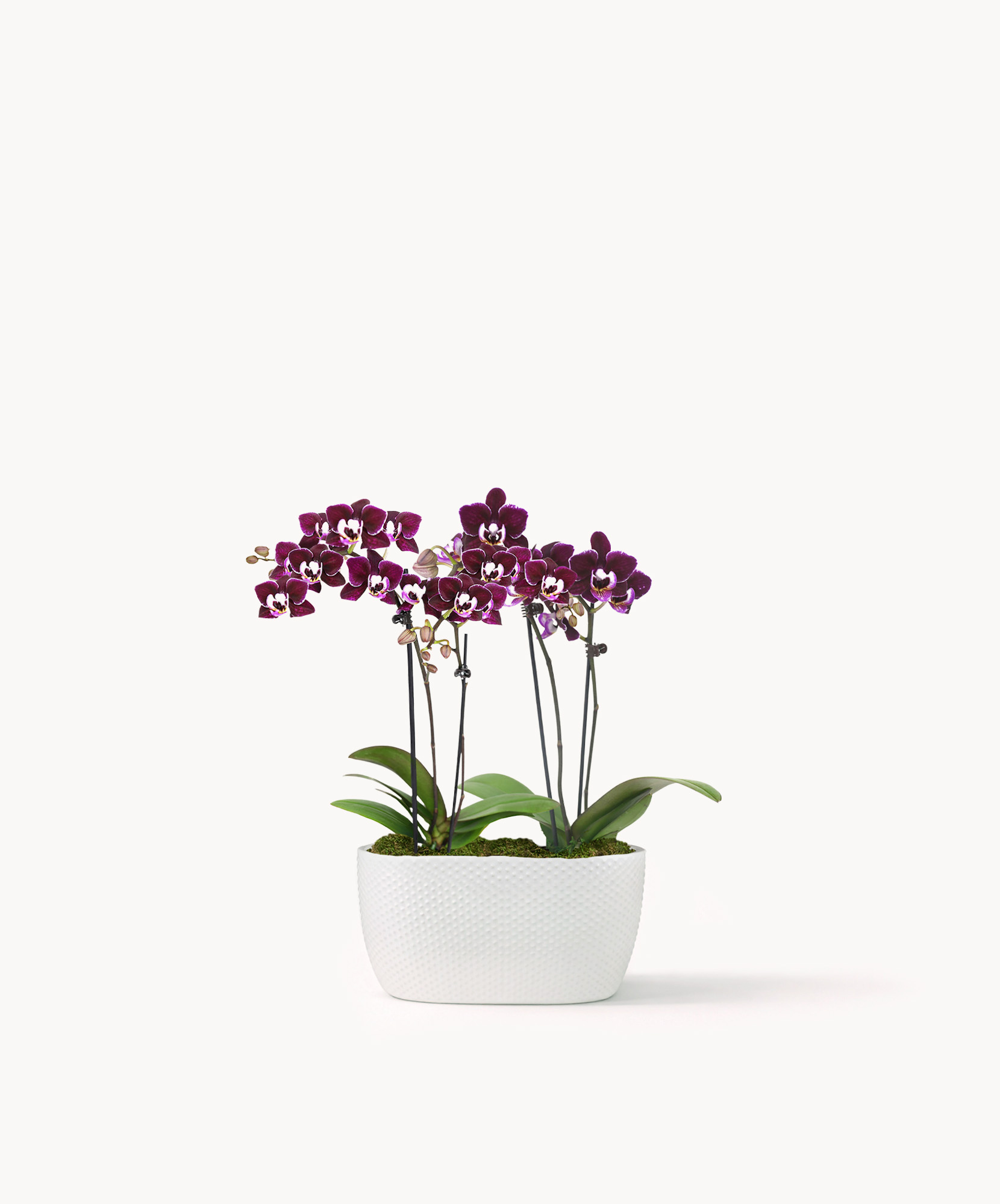 Elegant purple orchids in a white ceramic pot, adding sophistication to any space.