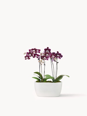 Elegant purple orchids in a white ceramic pot, adding sophistication to any space.