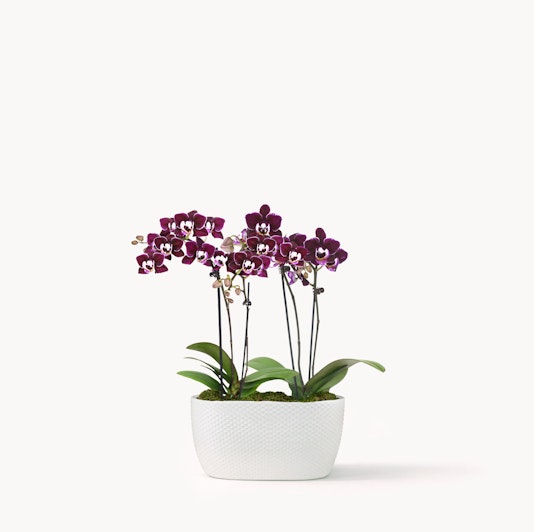 Elegant purple orchids in a white ceramic pot, adding sophistication to any space.