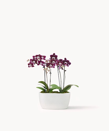 Elegant purple orchids in a white ceramic pot, adding sophistication to any space.