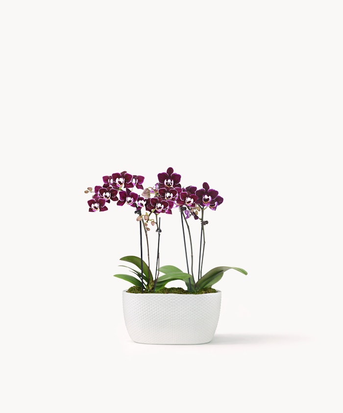 Elegant purple orchids in a white ceramic pot, adding sophistication to any space.