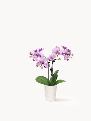 Elegant purple orchids in a white textured pot, perfect for home decor and gifting.