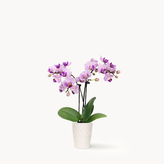 Elegant purple orchids in a white textured pot, perfect for home decor and gifting.