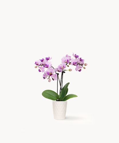 Elegant purple orchids in a white textured pot, perfect for home decor and gifting.