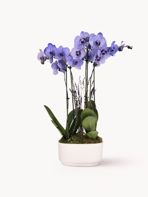 Vibrant purple orchids elegantly arranged in a modern white planter, perfect for decor.