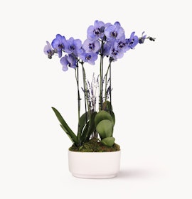 Vibrant purple orchids elegantly arranged in a modern white planter, perfect for decor.