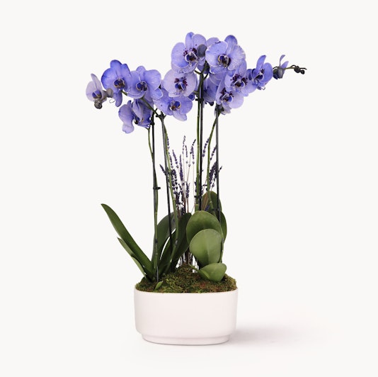 Vibrant purple orchids elegantly arranged in a modern white planter, perfect for decor.