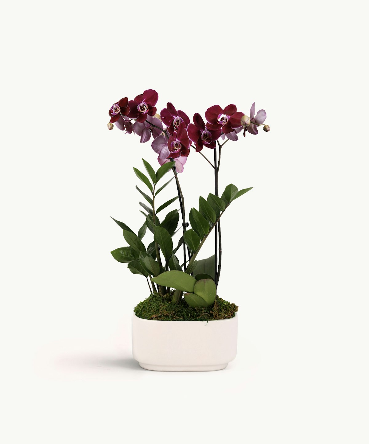 Orchid Oasis: Purple Orchid & ZZ Plant | Order Online