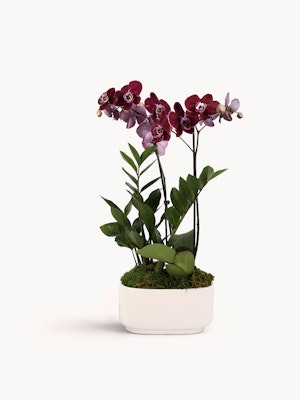 Elegant purple and pink orchids with lush green leaves in a minimalist white pot.