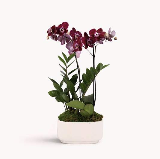 Elegant purple and pink orchids with lush green leaves in a minimalist white pot.