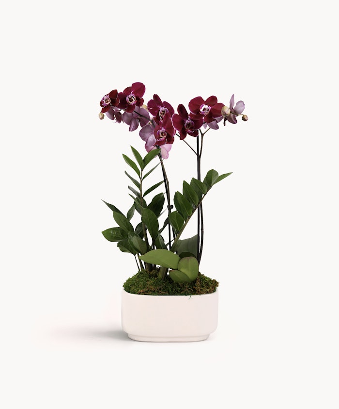 Elegant purple and pink orchids with lush green leaves in a minimalist white pot.
