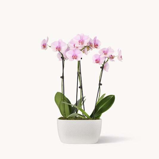 Elegant pink orchids in a stylish white pot, perfect for home decor or gifting.
