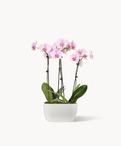 Elegant pink orchids in a stylish white pot, perfect for home decor or gifting.