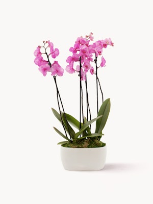 Elegant pink orchid arrangement in a modern white pot, perfect for home decor.
