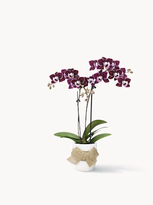 Elegant purple orchids in a white pot adorned with a decorative bow, perfect for gifting.
