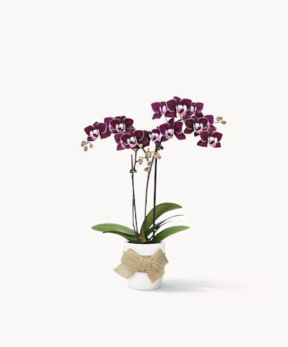 Elegant purple orchids in a white pot adorned with a decorative bow, perfect for gifting.