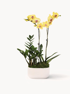 Elegant yellow orchids paired with lush greenery in a modern white planter.