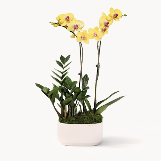 Elegant yellow orchids paired with lush greenery in a modern white planter.