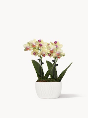 Elegant yellow orchids with pink accents in a modern white pot, perfect for decor.