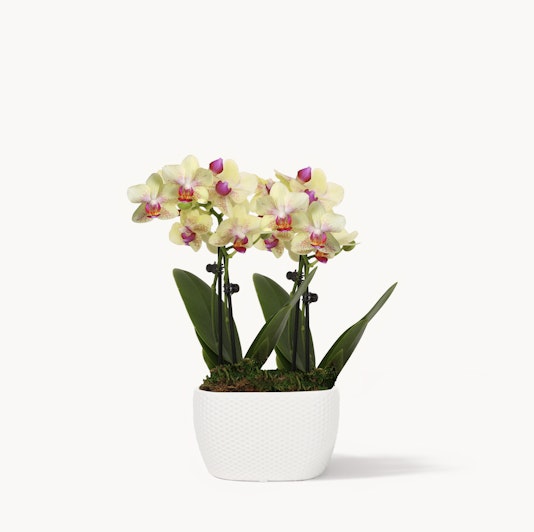 Elegant yellow orchids with pink accents in a modern white pot, perfect for decor.