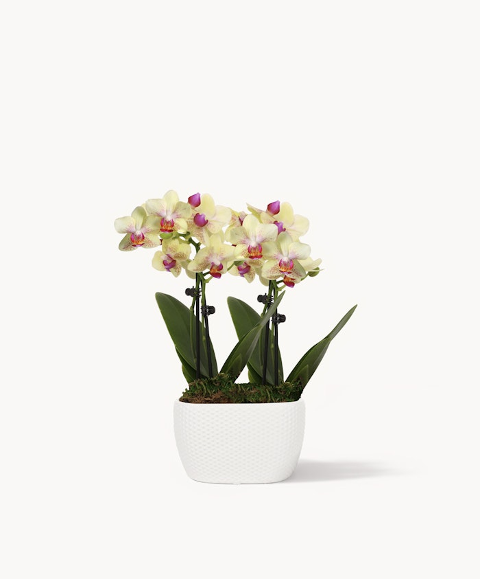 Elegant yellow orchids with pink accents in a modern white pot, perfect for decor.