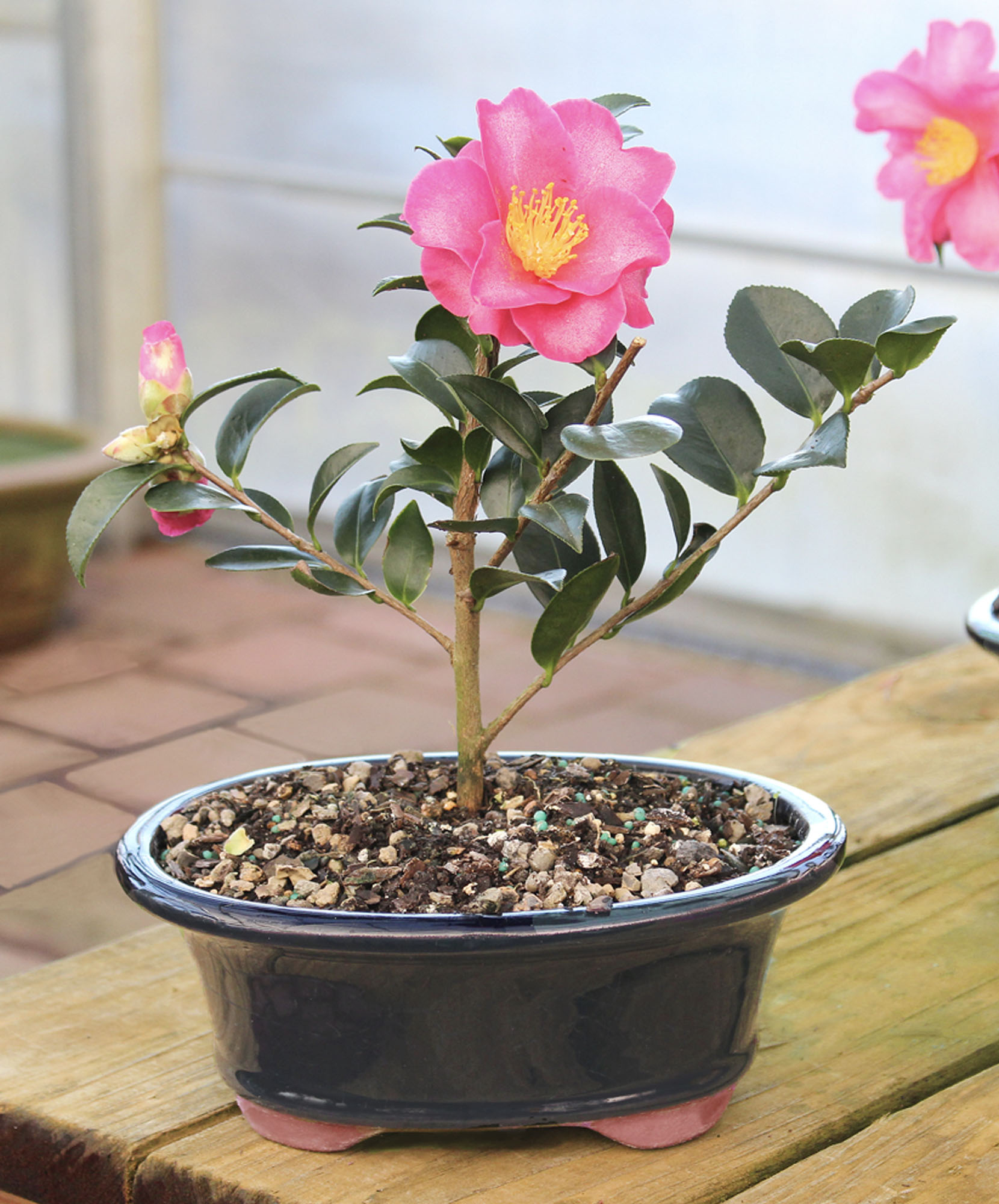 Camellia Bonsai