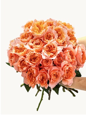 Vibrant bouquet of peach roses held gracefully, perfect for celebrations and special moments.