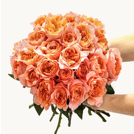 Vibrant bouquet of peach roses held gracefully, perfect for celebrations and special moments.