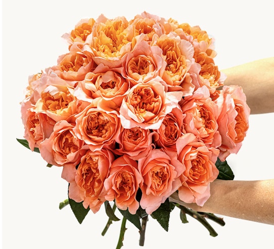 Vibrant bouquet of peach roses held gracefully, perfect for celebrations and special moments.