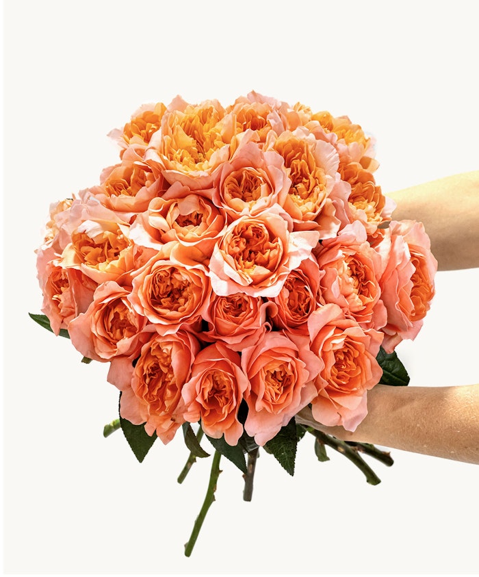 Vibrant bouquet of peach roses held gracefully, perfect for celebrations and special moments.