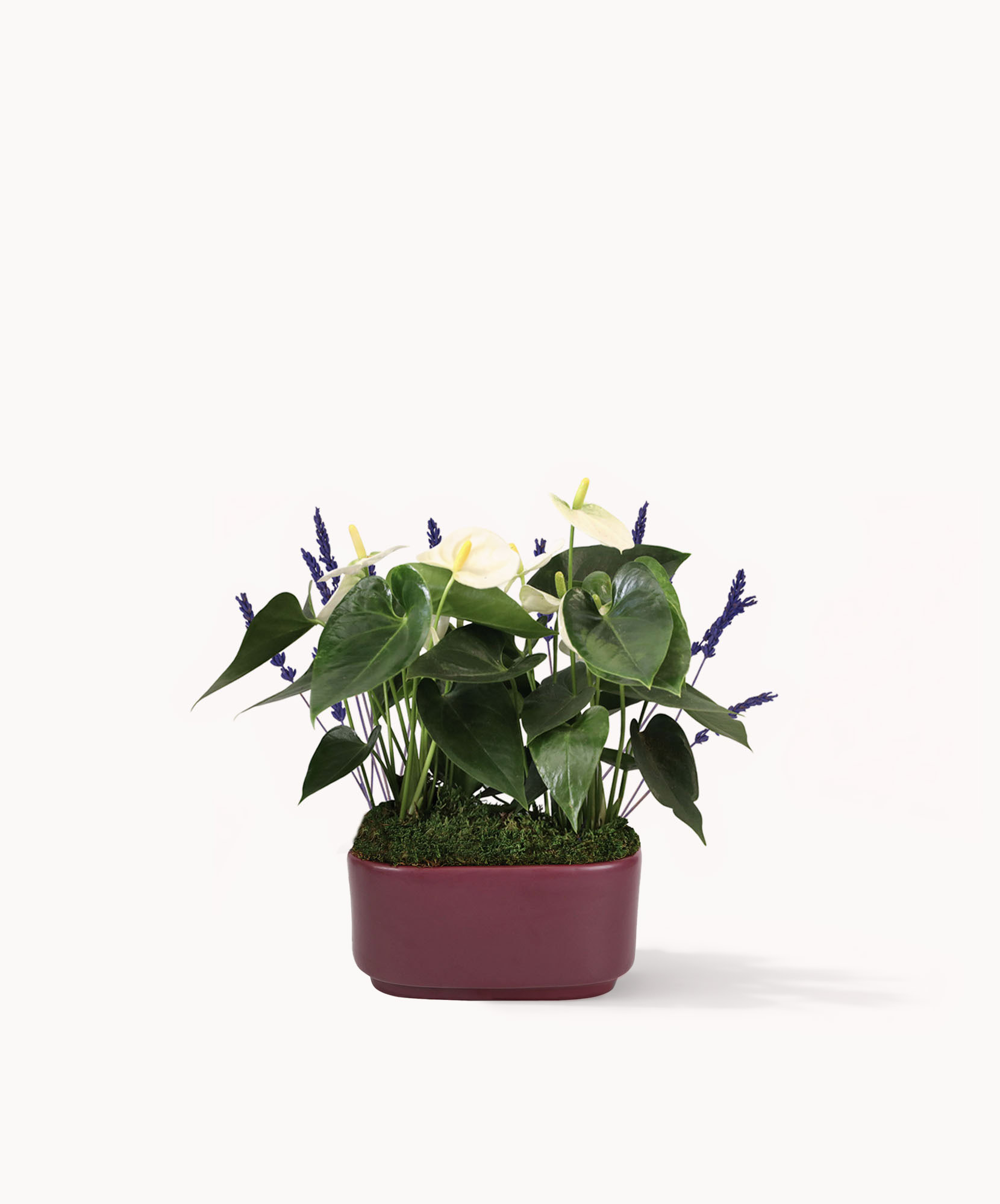 Elegant arrangement of white anthuriums and purple flowers in a stylish planter.