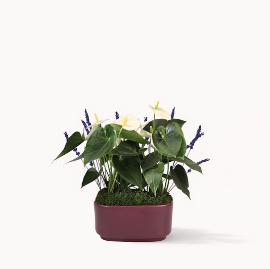Elegant arrangement of white anthuriums and purple flowers in a stylish planter.