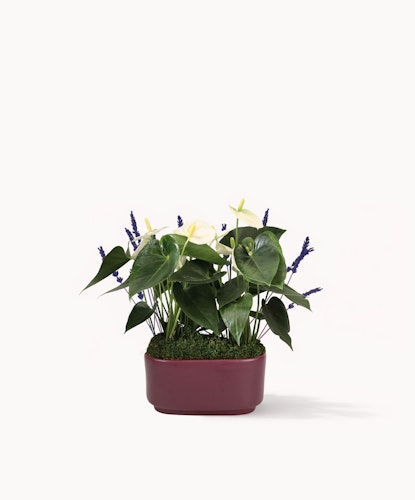 Elegant arrangement of white anthuriums and purple flowers in a stylish planter.
