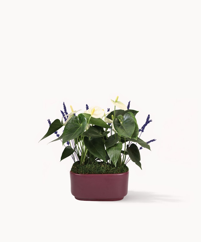 Elegant arrangement of white anthuriums and purple flowers in a stylish planter.