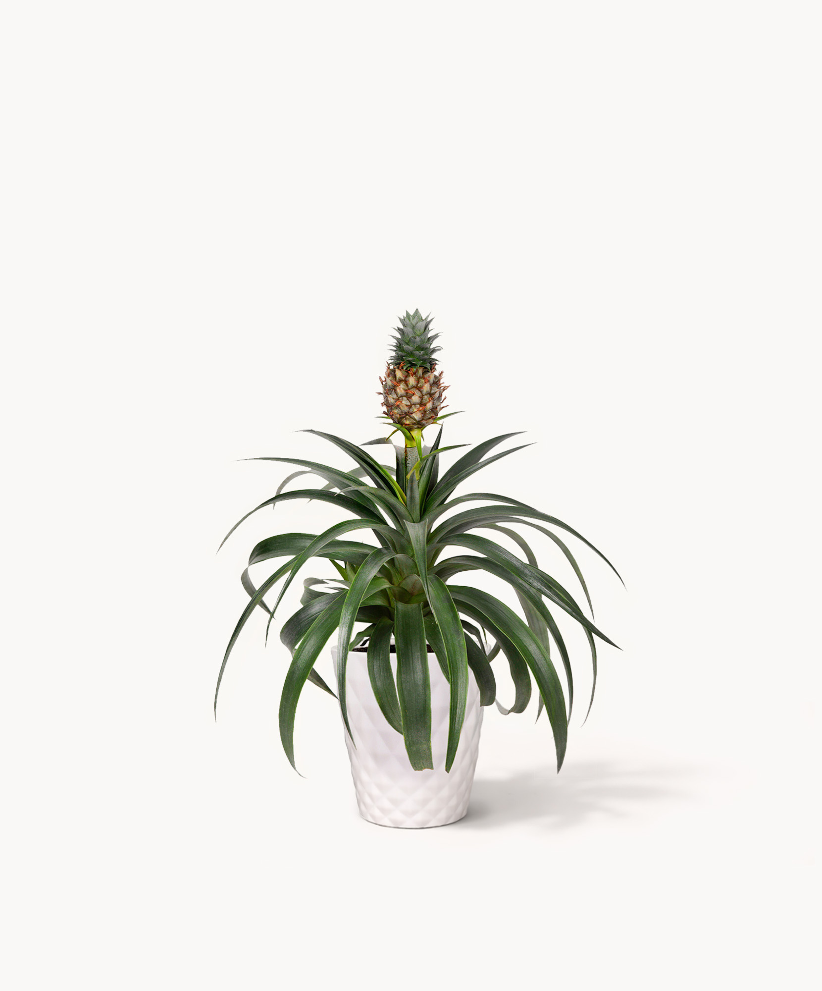 Vibrant pineapple plant in a stylish white pot, perfect for home decor and gardening.
