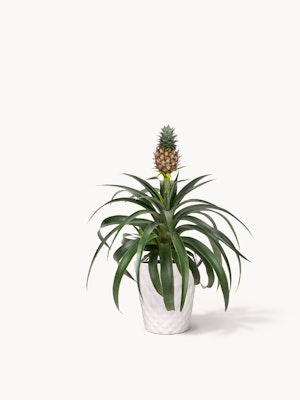 Vibrant pineapple plant in a stylish white pot, perfect for home decor and gardening.