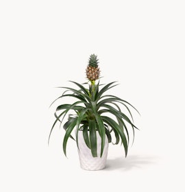Vibrant pineapple plant in a stylish white pot, perfect for home decor and gardening.
