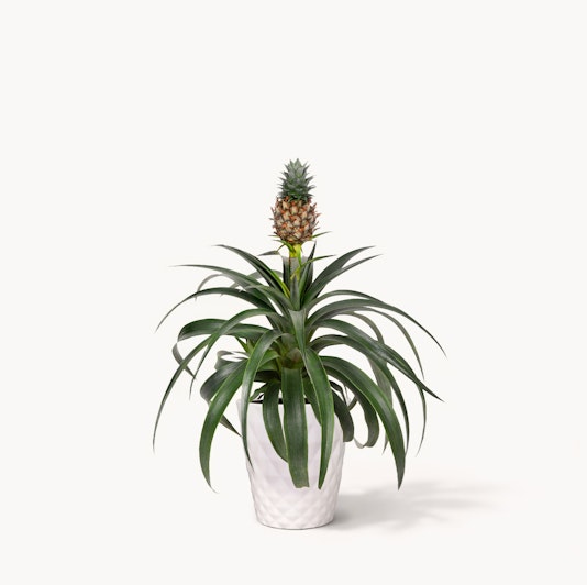 Vibrant pineapple plant in a stylish white pot, perfect for home decor and gardening.