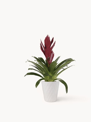 Vibrant red bromeliad plant in a modern white pot, perfect for home decor.