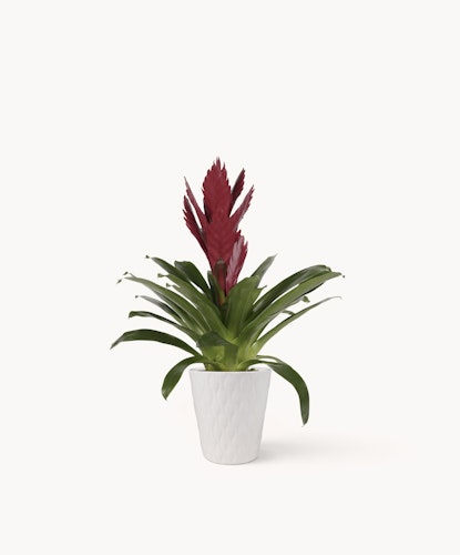 Vibrant red bromeliad plant in a modern white pot, perfect for home decor.