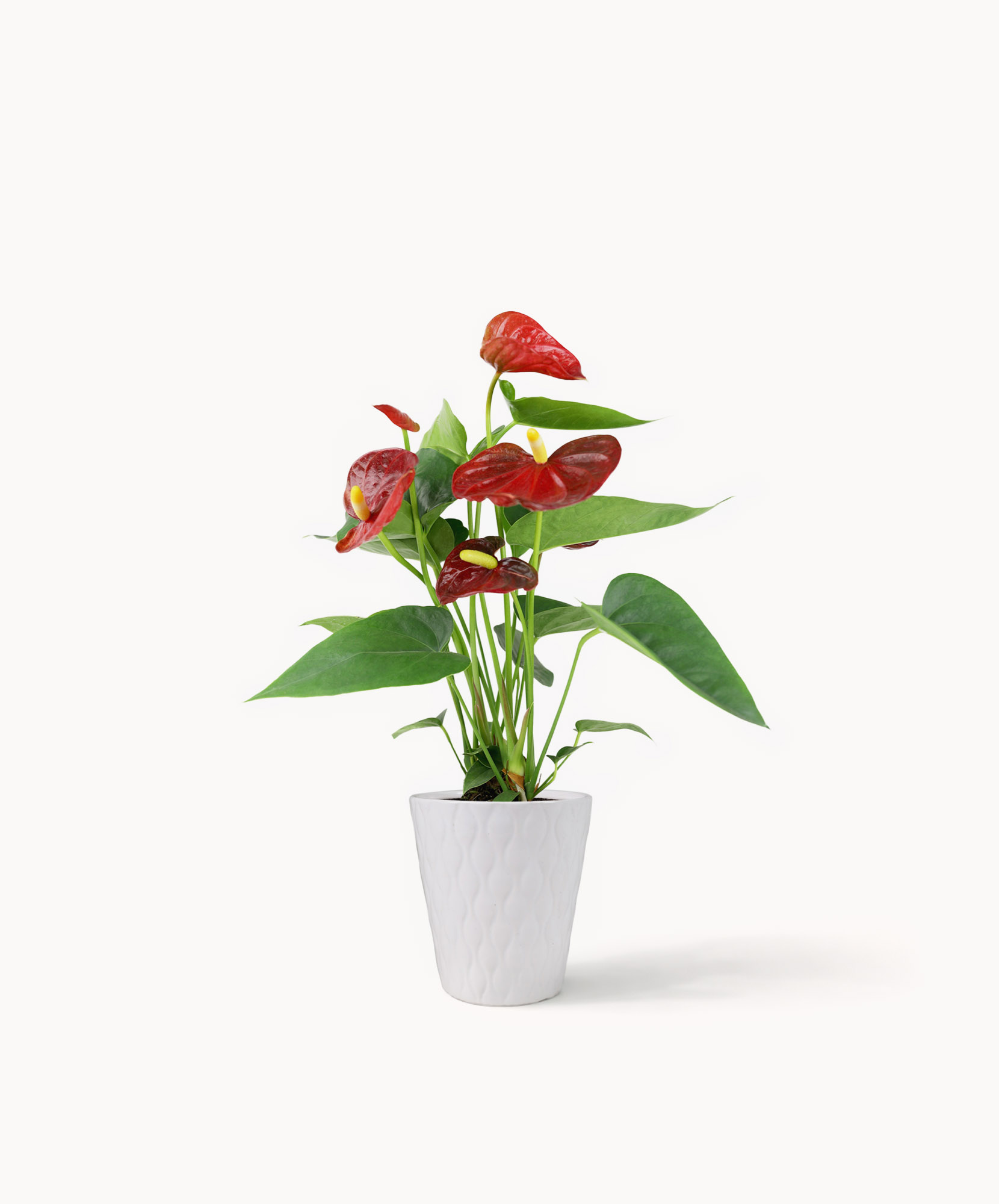 Vibrant red anthurium plant with lush green leaves in a modern white pot, ideal for decor.