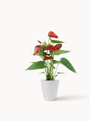Vibrant red anthurium plant with lush green leaves in a modern white pot, ideal for decor.