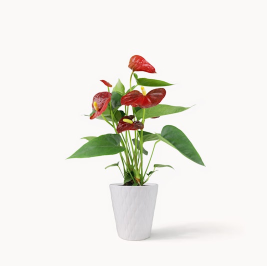 Vibrant red anthurium plant with lush green leaves in a modern white pot, ideal for decor.